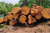 Forest officials seize valuable wood; 2 booked for felling trees in reserve forest area